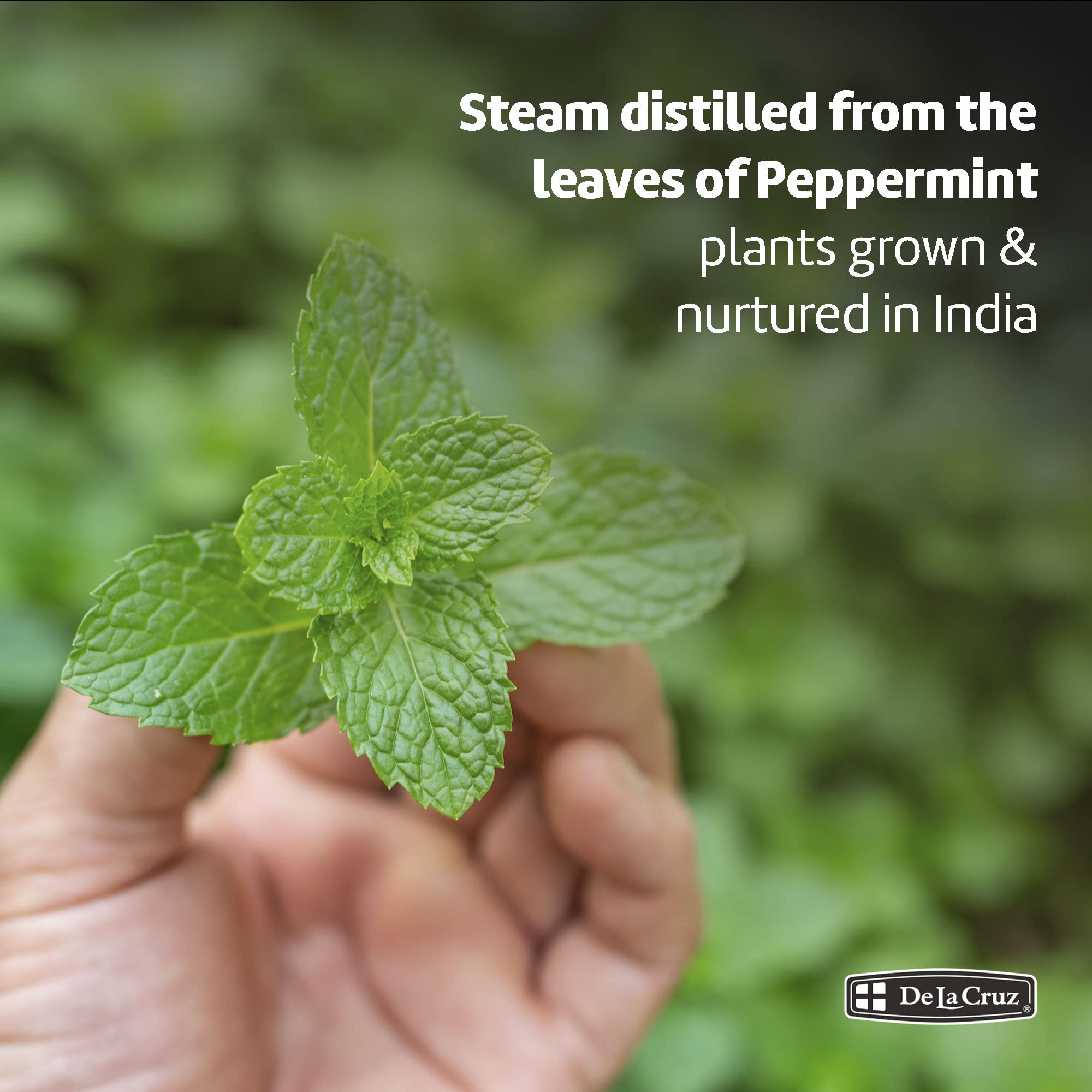 De La Cruz Peppermint Essential Oil - 100% Peppermint Oil for Aromatherapy - Steam Distilled - 1 Fl OZ - Image 4